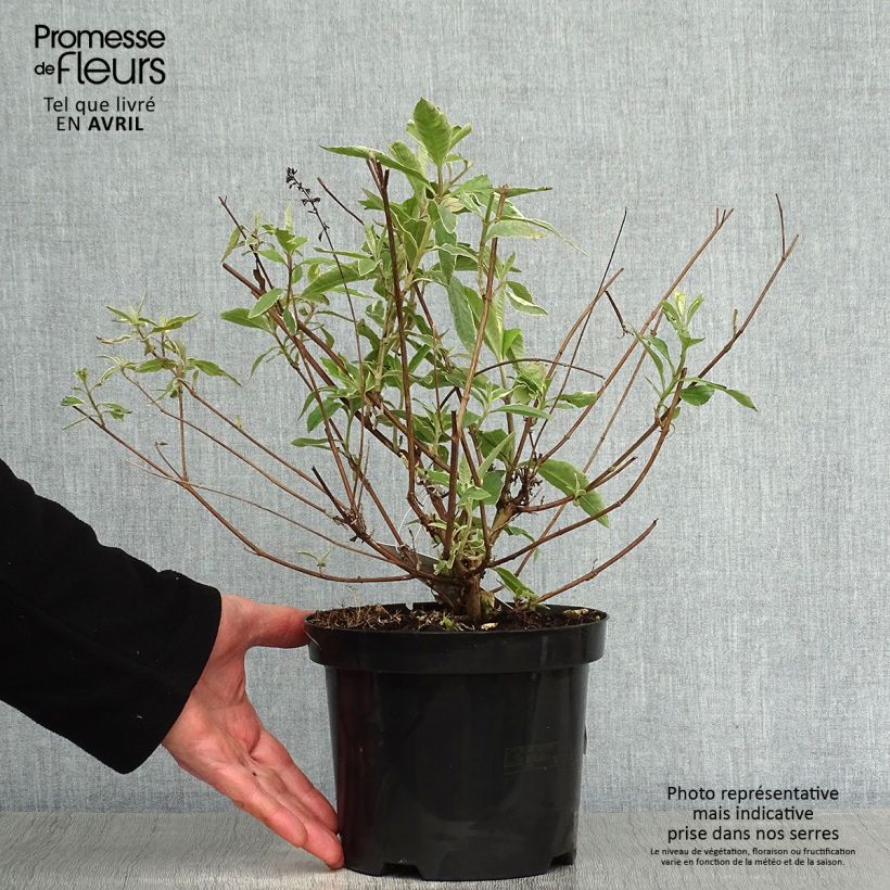 Buddleja davidii Harlequin - Butterfly Bush 2L/3L pot sample as delivered in spring