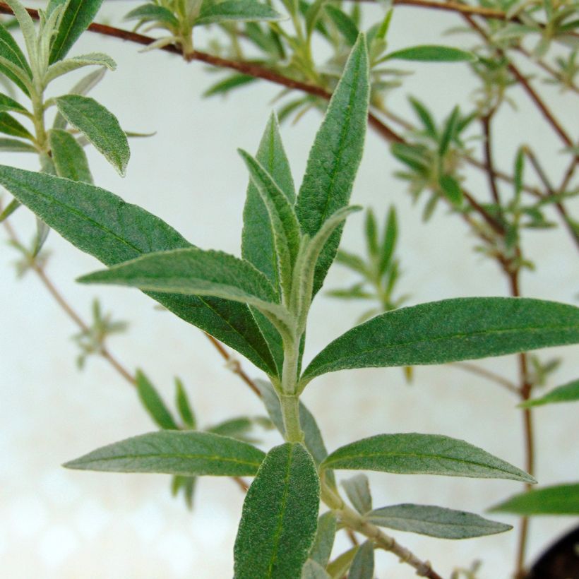 Buddleja davidii Nanho Blue - Butterfly Bush (Foliage)