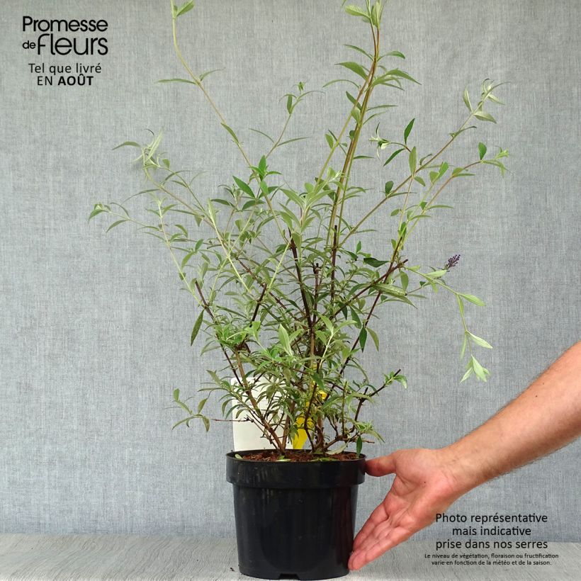 Buddleja davidii Nanho Blue - Butterfly Bush 3L/4L pot sample as delivered in summer