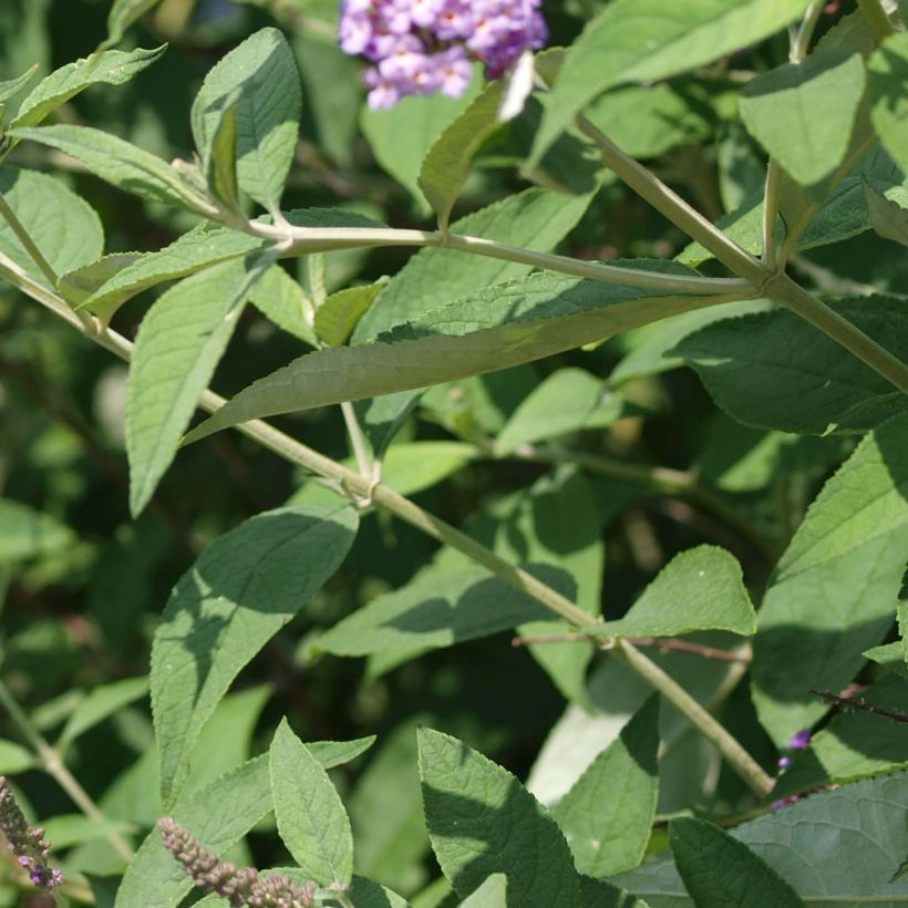 Buddleja davidii Nanho Purple - Butterfly Bush (Foliage)