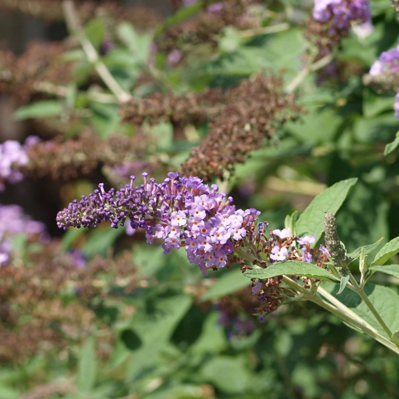 Buddleja davidii Nanho Purple - Butterfly Bush (Flowering)