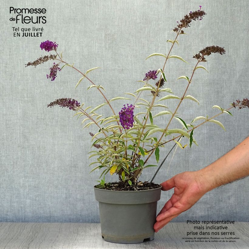 Buddleja davidii Nanho Purple - Butterfly Bush 2L/3L pot sample as delivered in summer
