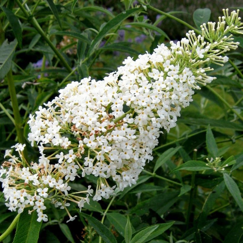Buddleja davidii Nanho White - Butterfly Bush (Flowering)