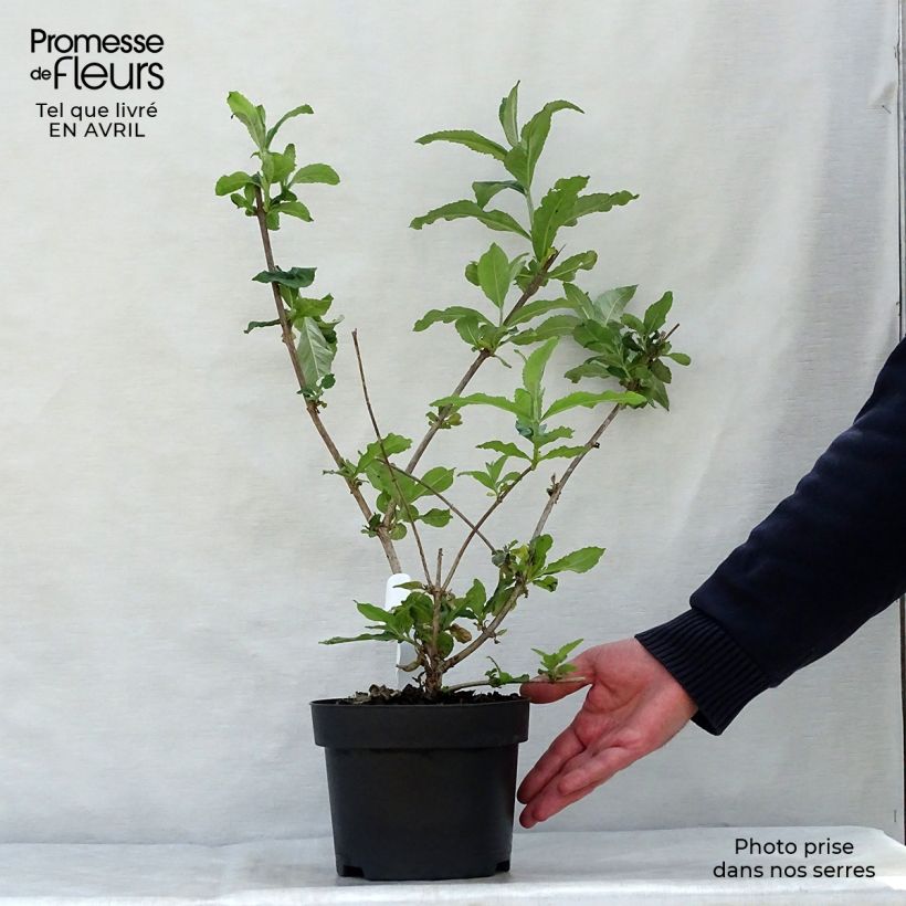 Buddleia davidii Pink Delight - Butterfly Bush 3L/4L potShipped height around 40/60cm sample as delivered in spring