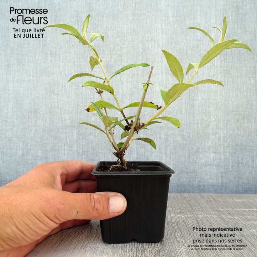 Buddleia davidii Pink Delight - Butterfly Bush 8/9 cm pot sample as delivered in summer