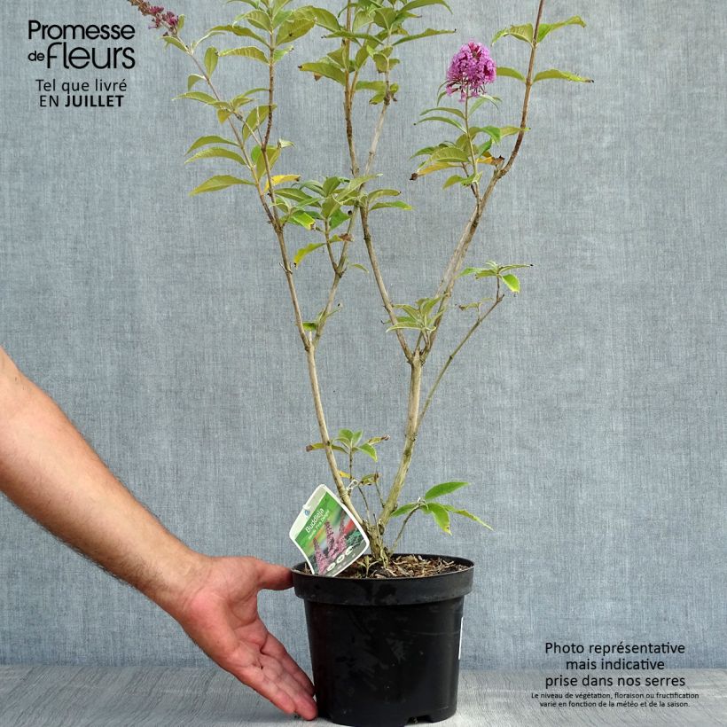 Buddleia davidii Pink Delight - Butterfly Bush 3L/4L pot sample as delivered in summer