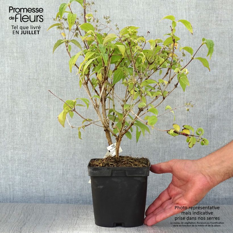 Buddleja davidii Rêve de Papillon Blanc - Butterfly Bush 2L/3L pot sample as delivered in summer