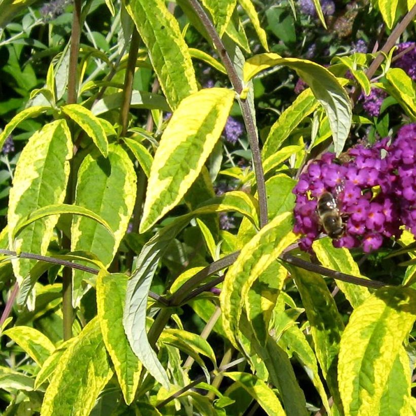 Buddleja davidii Santana - Butterfly Bush (Foliage)
