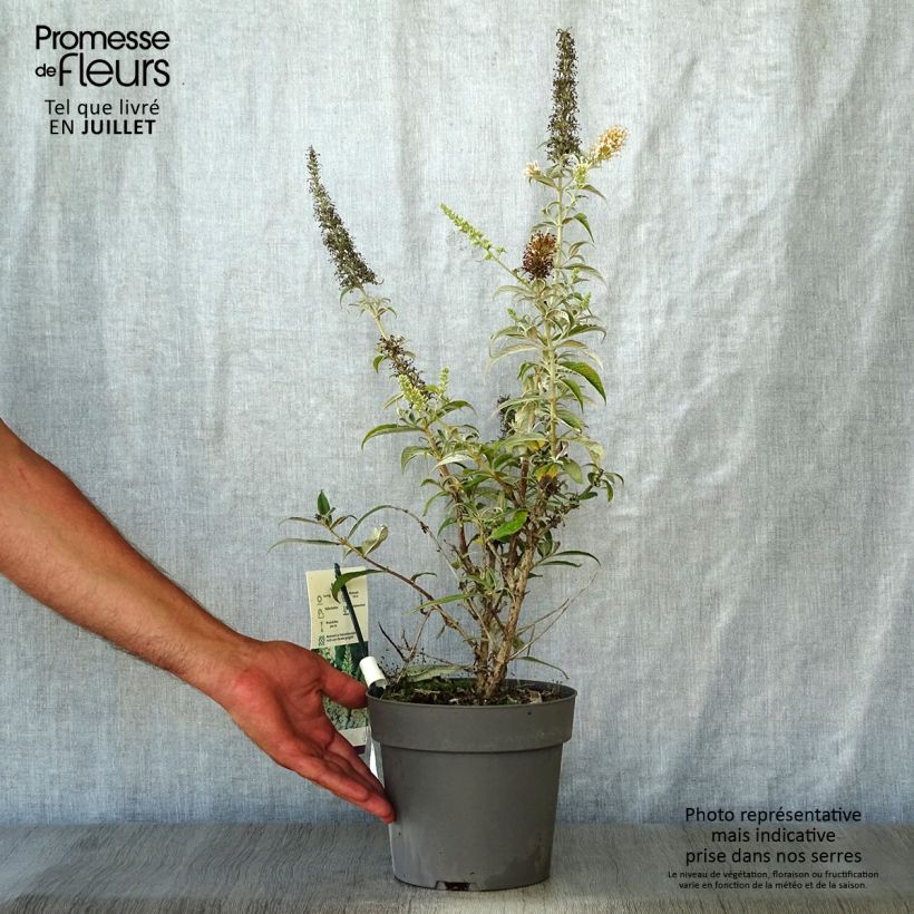 Buddleja davidii White Ball - Butterfly Bush 3L/4L pot sample as delivered in summer