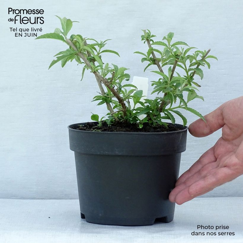 Buddleja davidii White Ball White - Butterfly Bush 1L/1.5L pot sample as delivered in summer