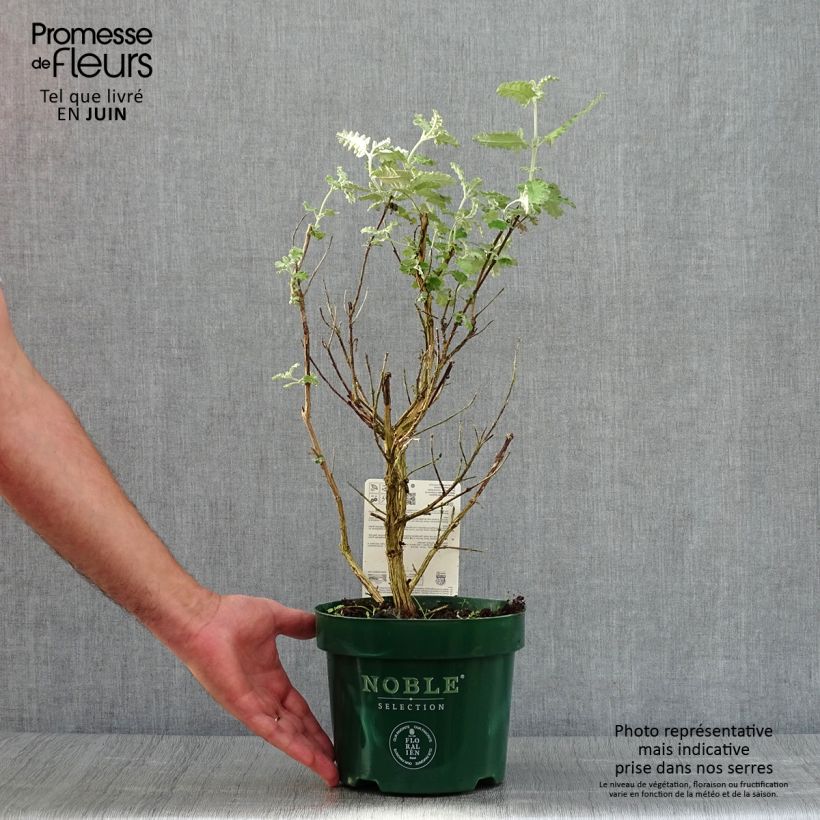 Buddleja glomerata Silver Service - Butterfly Bush 3L/4L pot sample as delivered in summer