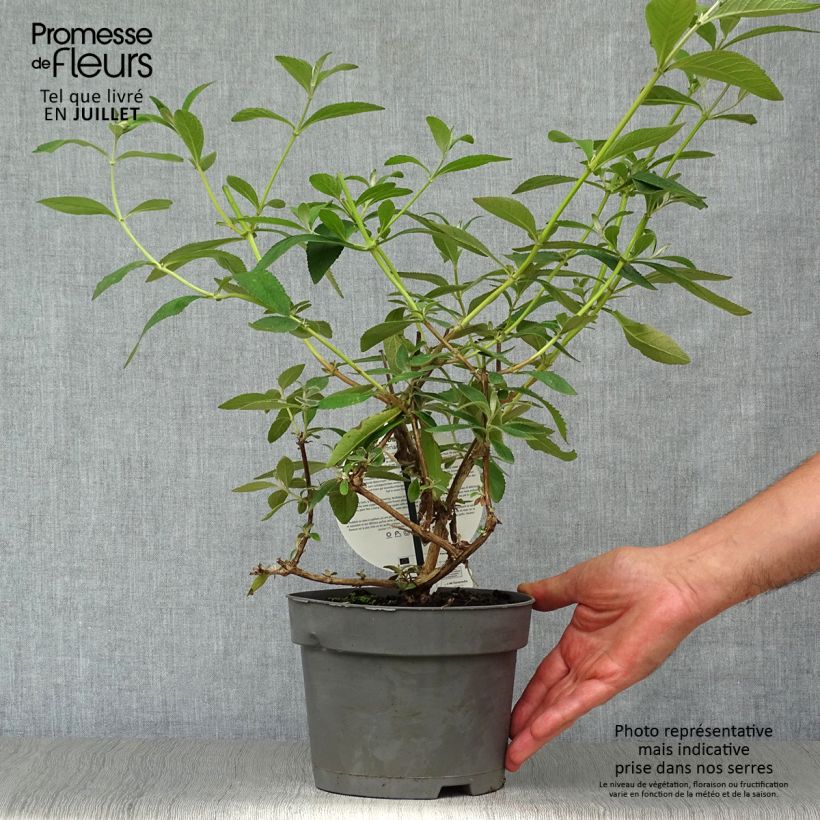 Buddleja x weyeriana Sungold 2L/3L pot sample as delivered in summer