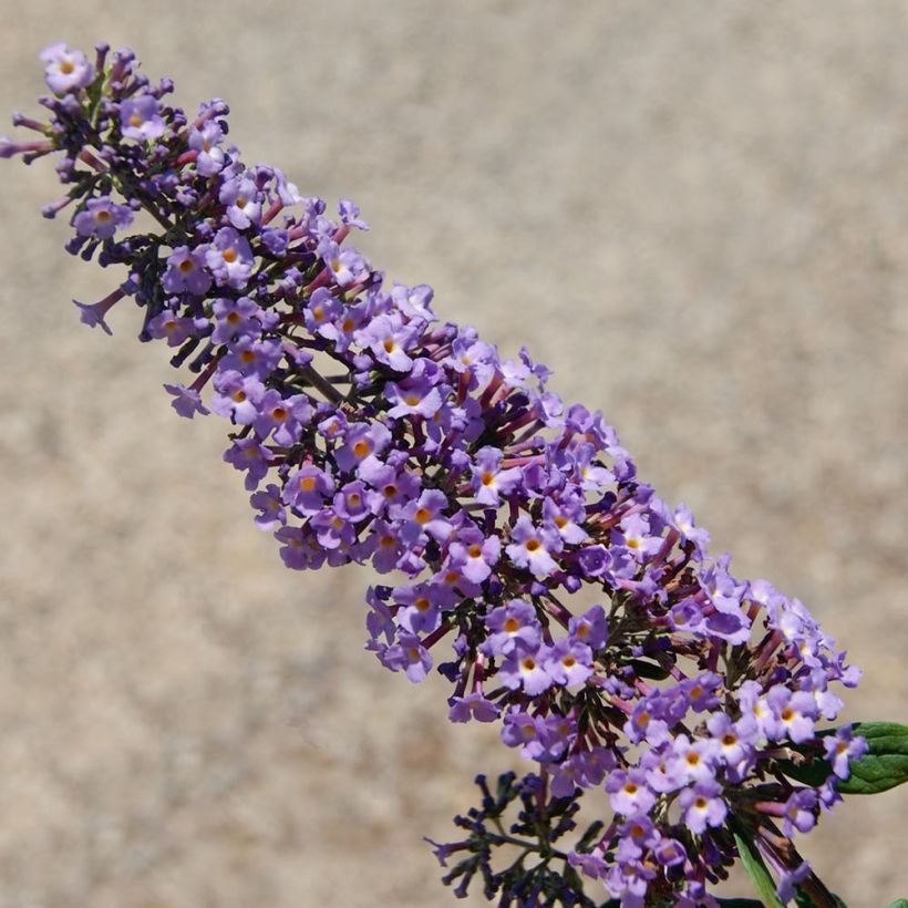 Buddleja davidii BLOOMTASTIC Dreaming Lavender - Butterfly Bush (Flowering)