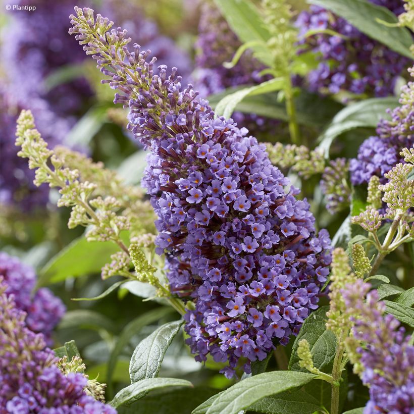 Buddleja davidii Butterfly Candy Little Lila - Butterfly Bush (Flowering)