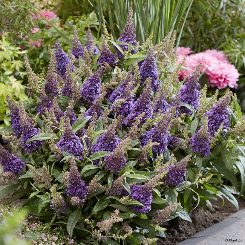 Buddleja davidii Butterfly Candy Little Lila - Butterfly Bush (Plant habit)