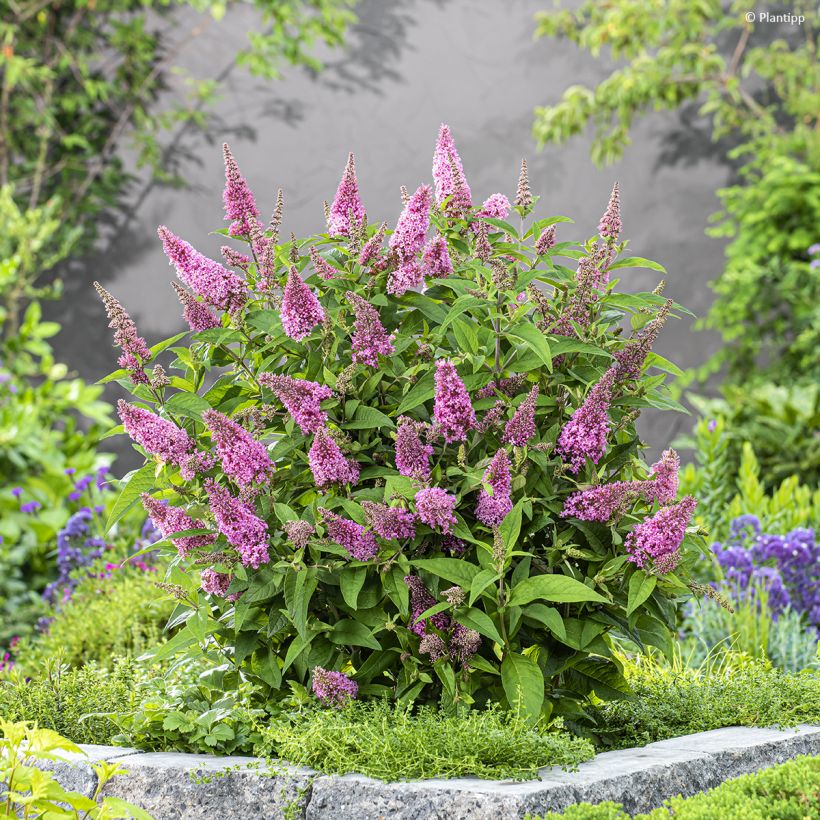 Buddleja davidii Butterfly Candy Little Pink - Butterfly Bush (Plant habit)