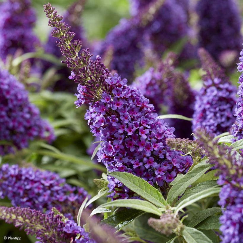 Buddleja davidii Butterfly Candy Little Purple - Butterfly Bush (Flowering)