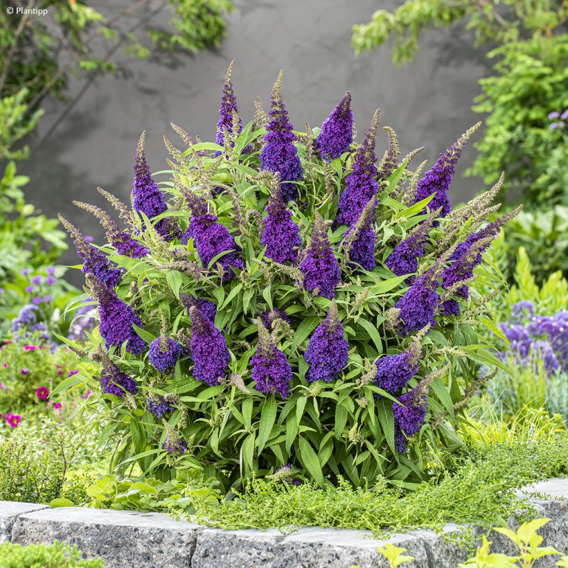 Buddleja davidii Butterfly Candy Little Purple - Butterfly Bush (Plant habit)