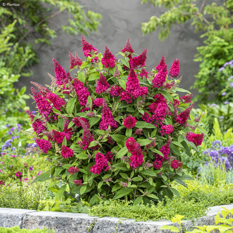 Buddleja davidii Butterfly Candy Little Ruby - Butterfly Bush (Plant habit)