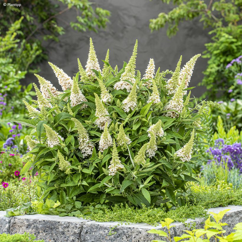 Buddleja davidii Butterfly Candy Little White - Butterfly Bush (Plant habit)