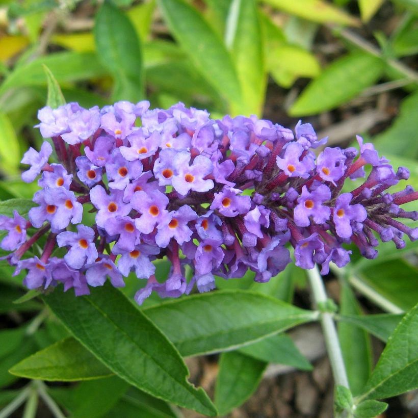 Buddleja Flutterby Peace - Butterfly Bush (Flowering)