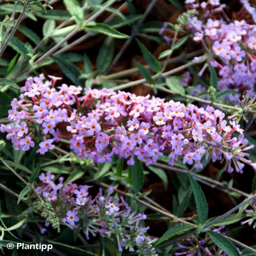Buddleja davidii Free Petite Lavender Flow - Butterfly Bush (Flowering)