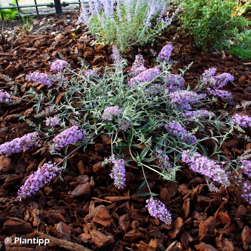 Buddleja davidii Free Petite Lavender Flow - Butterfly Bush (Plant habit)