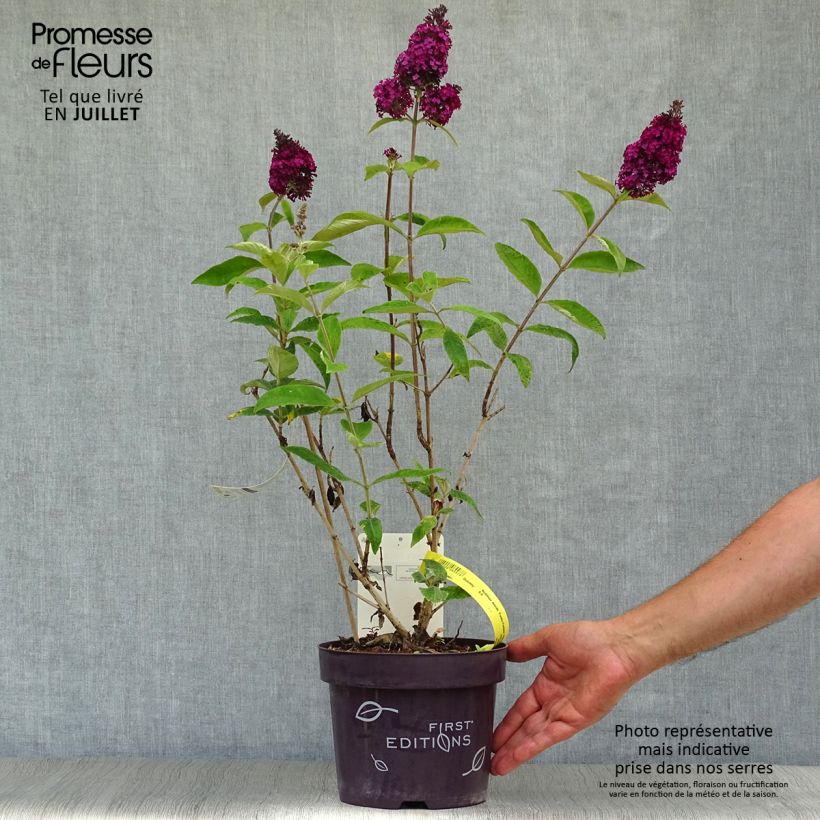 Buddleja davidii Funky Fuchsia - Butterfly Bush 2L/3L pot sample as delivered in summer
