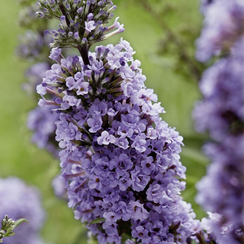 Buddleja davidii High Five Purplev (Flowering)