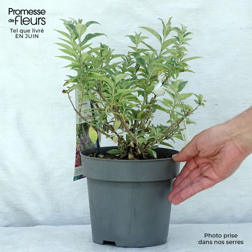 Buddleja davidii High Five Purplev 2L/3L pot sample as delivered in summer