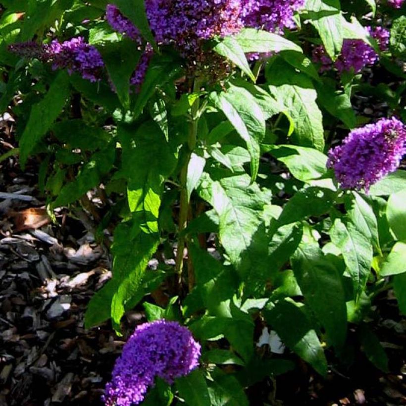 Buddleja davidii Peacock Peakeep - Butterfly Bush (Foliage)