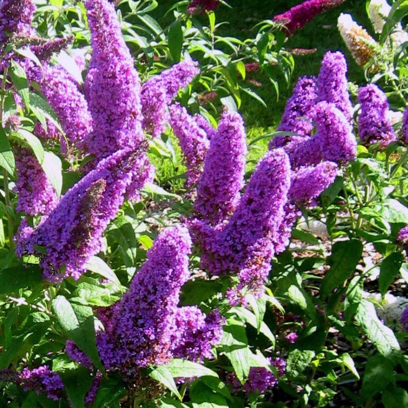 Buddleja davidii Peacock Peakeep - Butterfly Bush (Flowering)