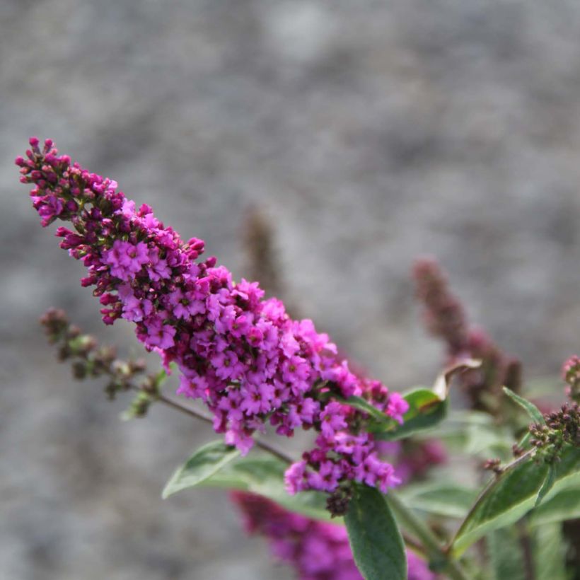 Buddleja davidii Lo and Behold Pink Micro Chip - Butterfly Bush (Flowering)