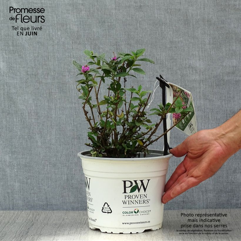 Buddleja davidii Lo and Behold Pink Micro Chip - Butterfly Bush 3L/4L pot sample as delivered in summer