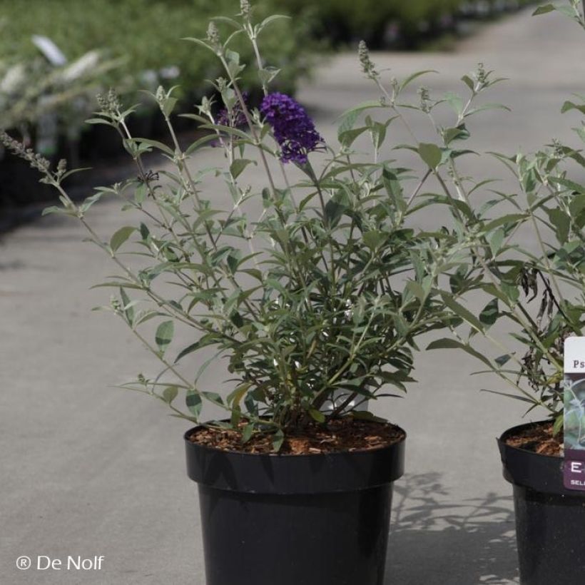 Buddleja davidii Psychedelic Sky - Butterfly Bush (Plant habit)