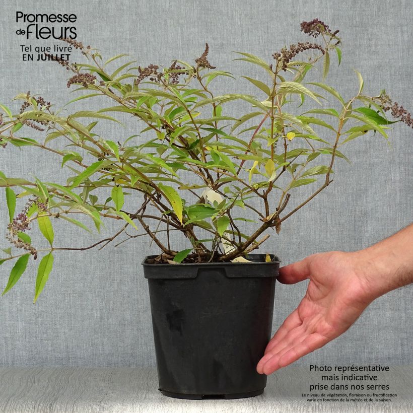 Buddleja davidii Wisteria Lane - Butterfly Bush 3L/4L pot sample as delivered in summer