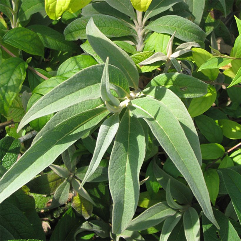 Buddleja colvilei - Butterfly Bush (Foliage)