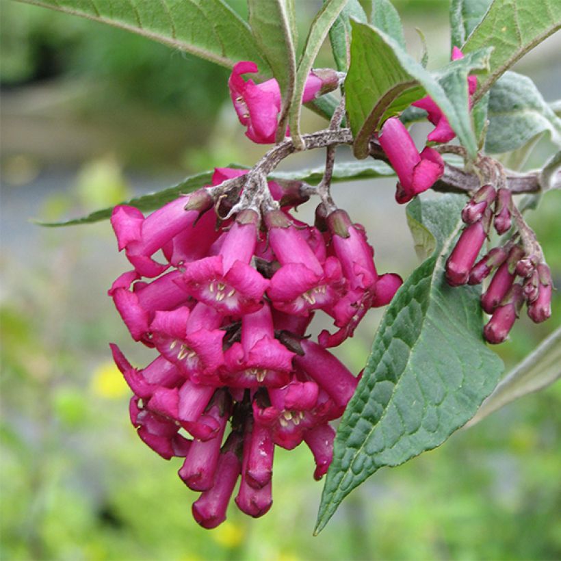 Buddleja colvilei - Butterfly Bush (Flowering)