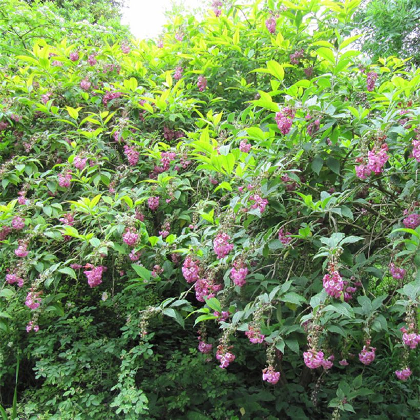 Buddleja colvilei - Butterfly Bush (Plant habit)