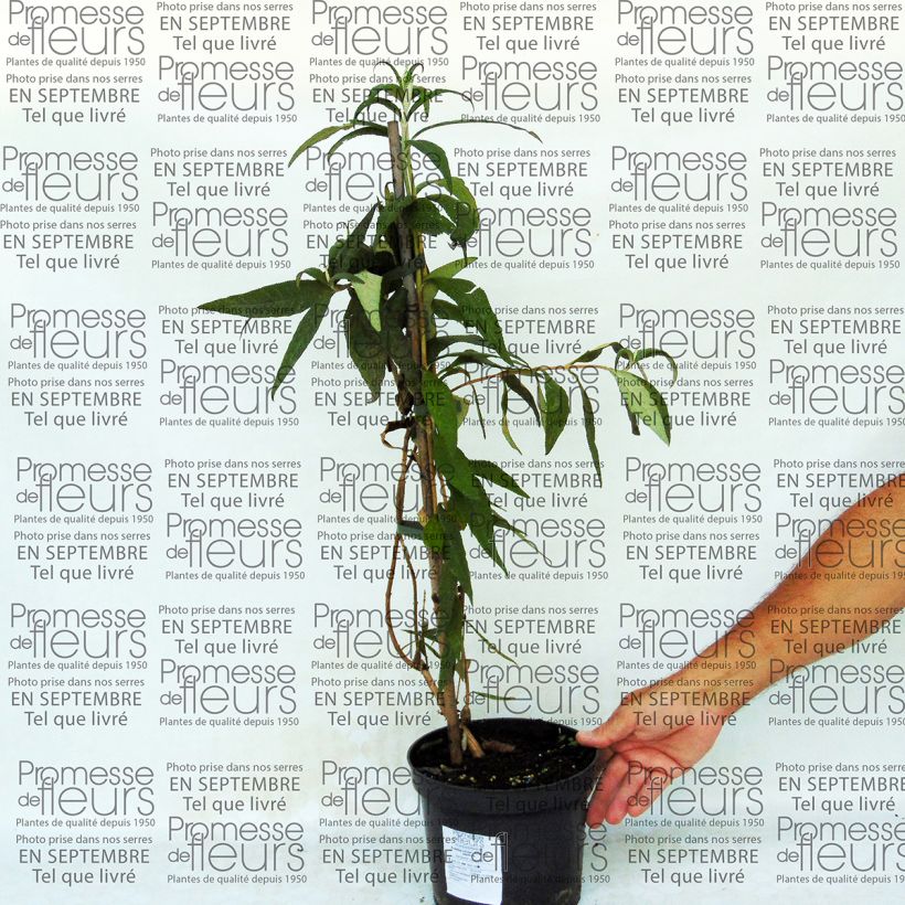 Example of Buddleja colvilei - Butterfly Bush 2L/3L pot specimen as delivered