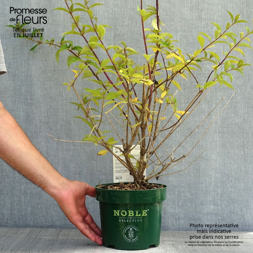Buddleja davidii Argus Velvet - Butterfly Bush 3L/4L pot sample as delivered in summer