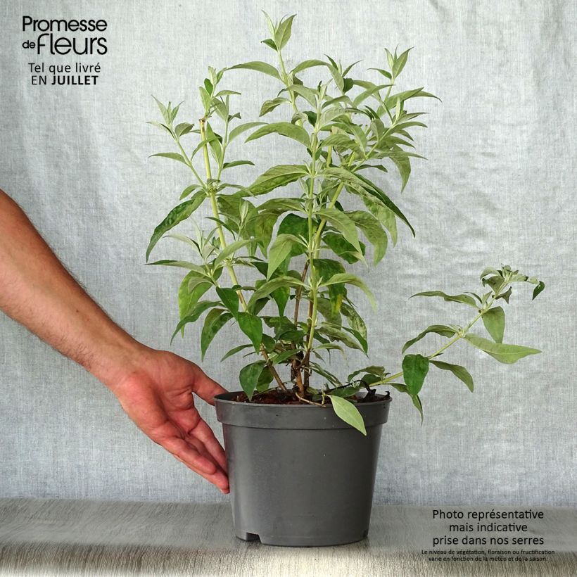 Buddleja davidii Argus White - Butterfly Bush 3L/4L pot sample as delivered in summer