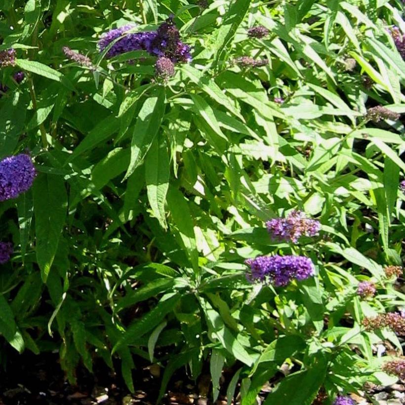 Buddleja davidii Camberwell Beauty - Butterfly Bush (Foliage)