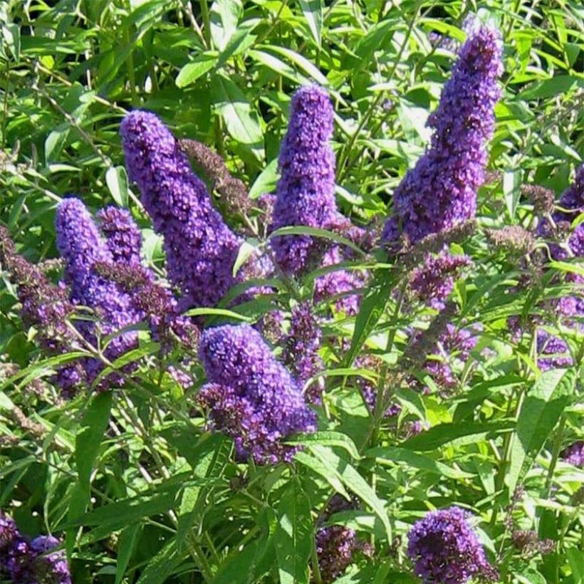 Buddleja davidii Camberwell Beauty - Butterfly Bush (Flowering)