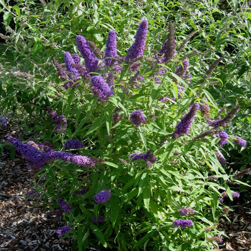 Buddleja davidii Camberwell Beauty - Butterfly Bush (Plant habit)