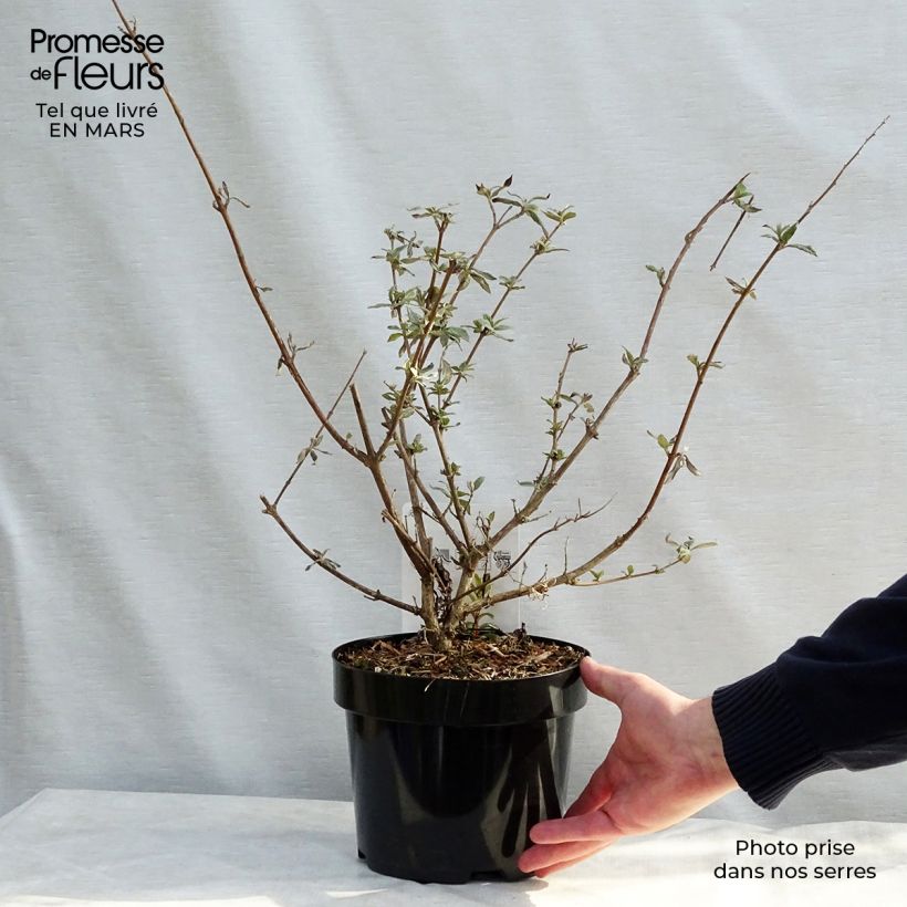 Buddleja davidii Camberwell Beauty - Butterfly Bush 3L/4L pot sample as delivered in spring