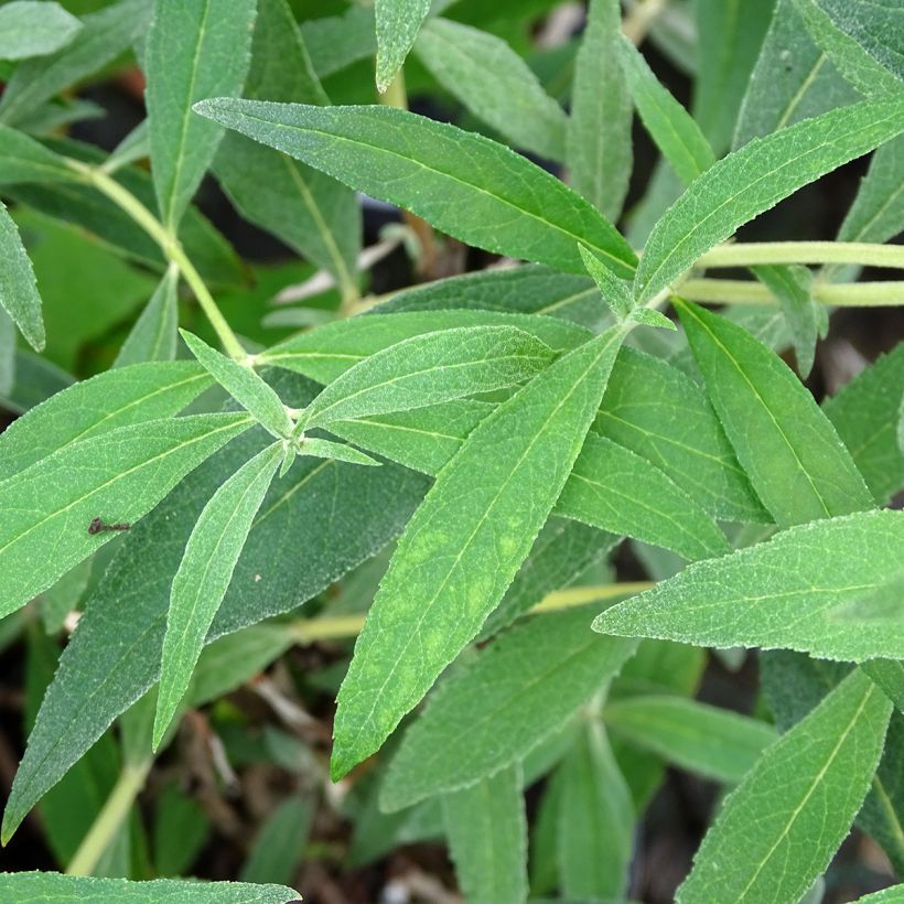 Buddleja davidii Gulliver - Butterfly Bush (Foliage)