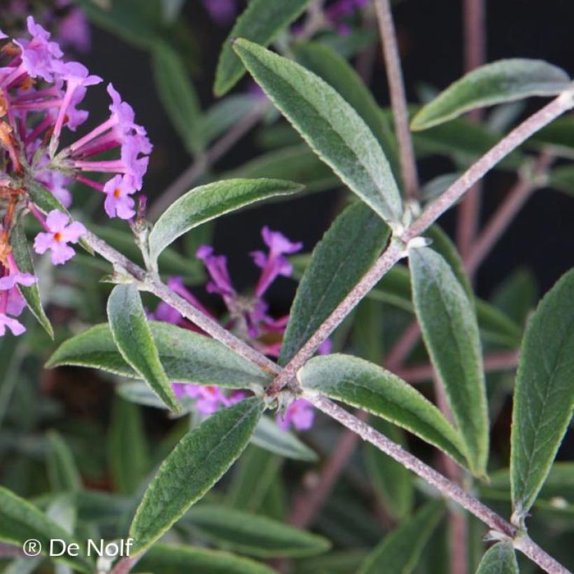 Buddleja davidii Sophie - Butterfly Bush (Foliage)