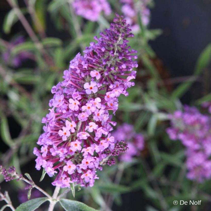 Buddleja davidii Sophie - Butterfly Bush (Flowering)