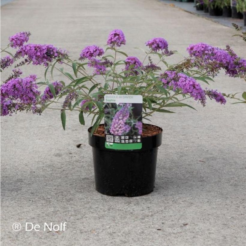 Buddleja davidii Sophie - Butterfly Bush (Plant habit)